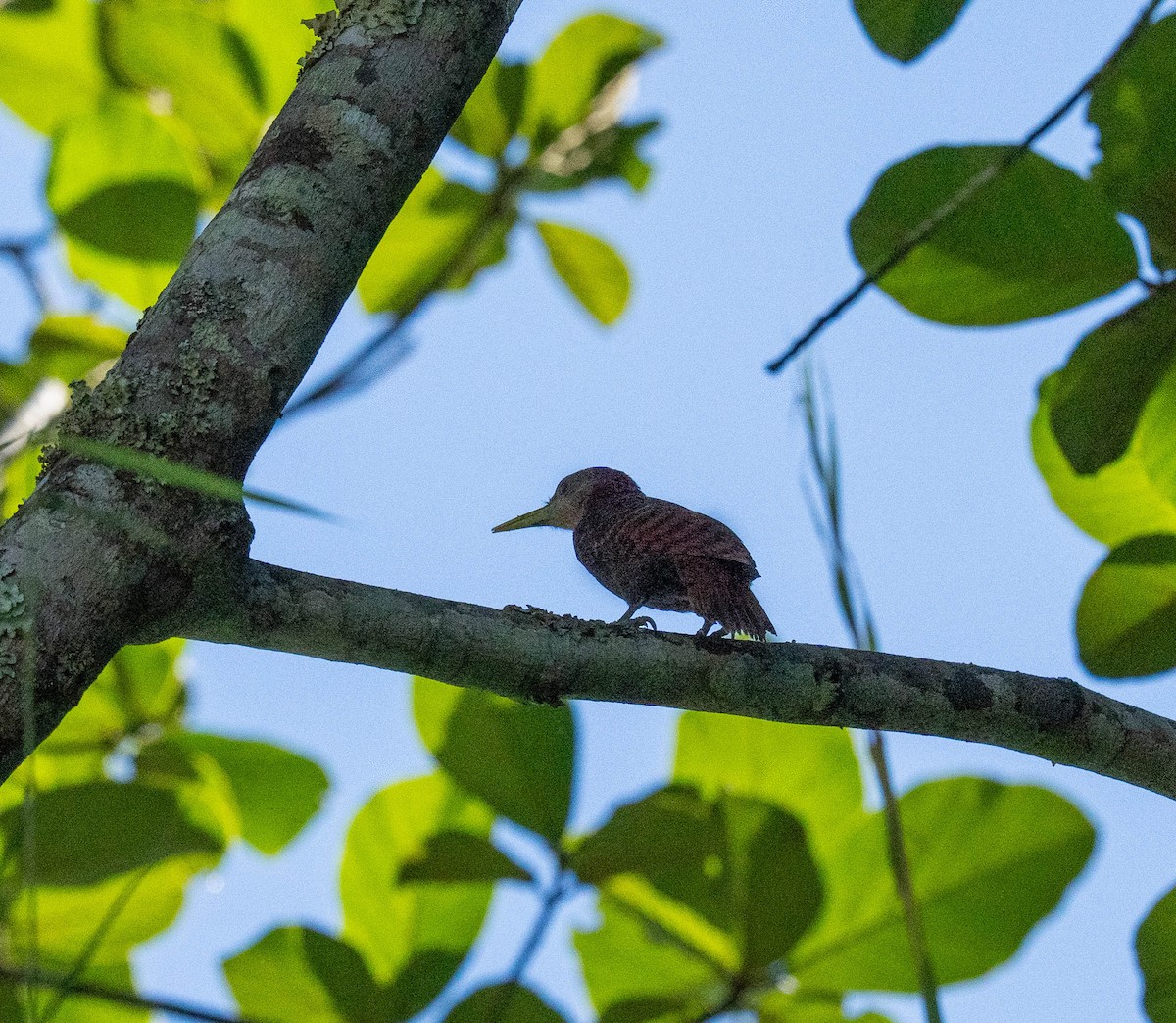 Bay Woodpecker - ML645846645