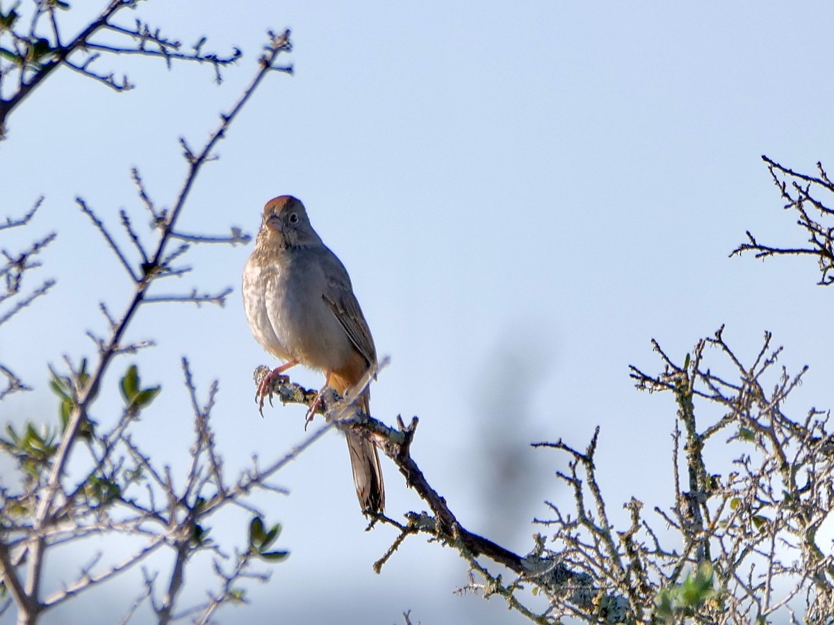 ムジトウヒチョウ - ML645846646