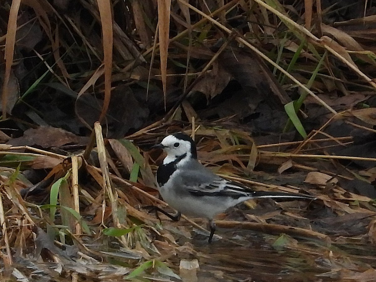 konipas bílý - ML645846654