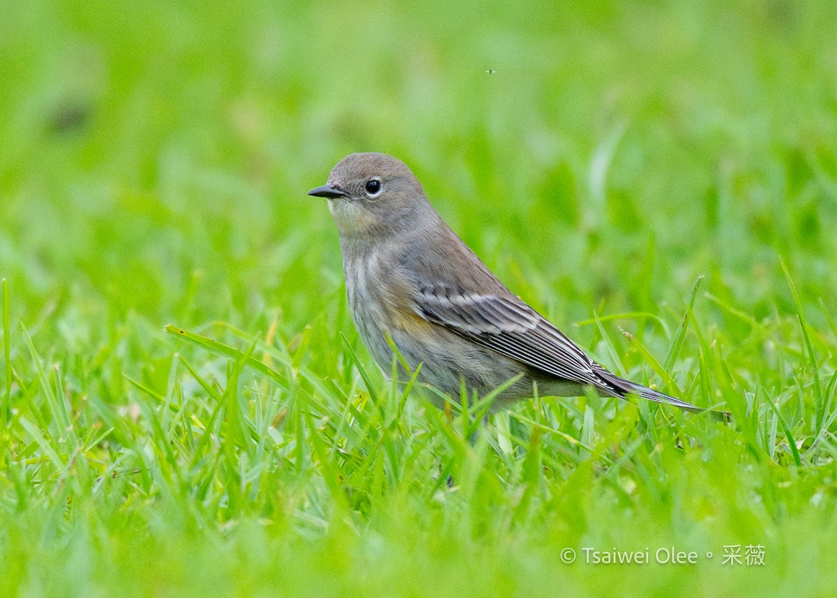 Yellow-rumped Warbler - ML645846656