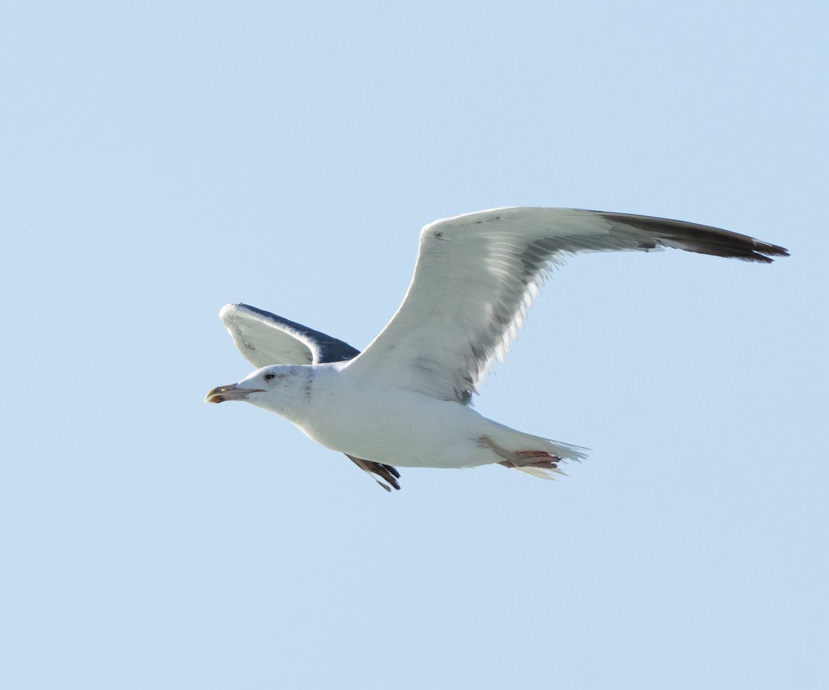 Zafferano - ML645846658