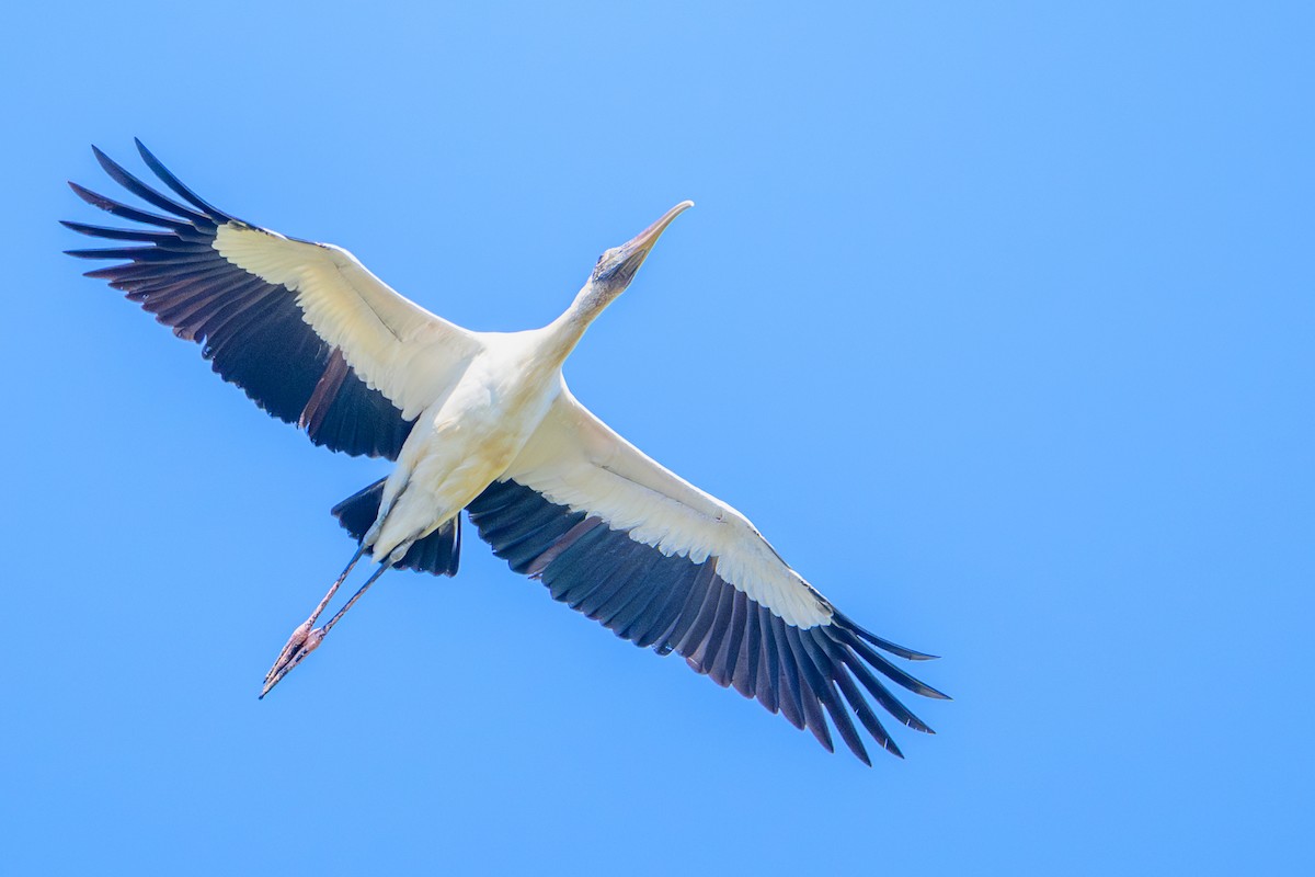 Wood Stork - ML645846660