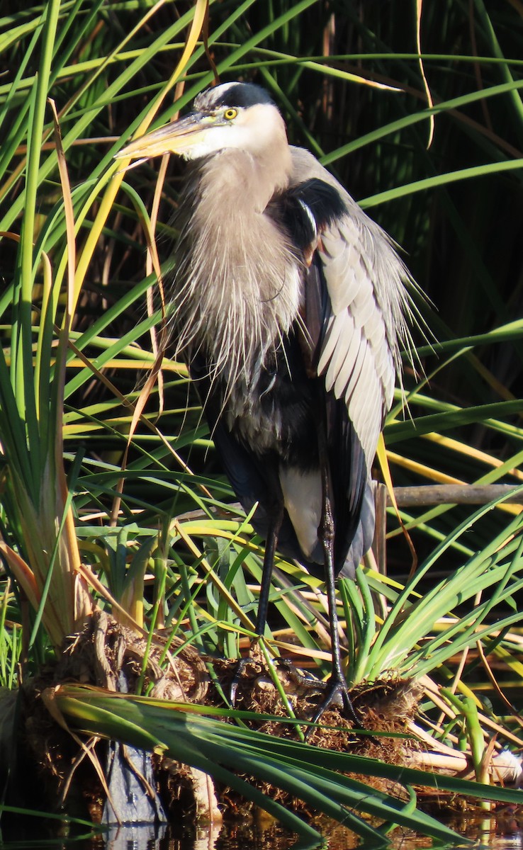 Great Blue Heron - ML645846663