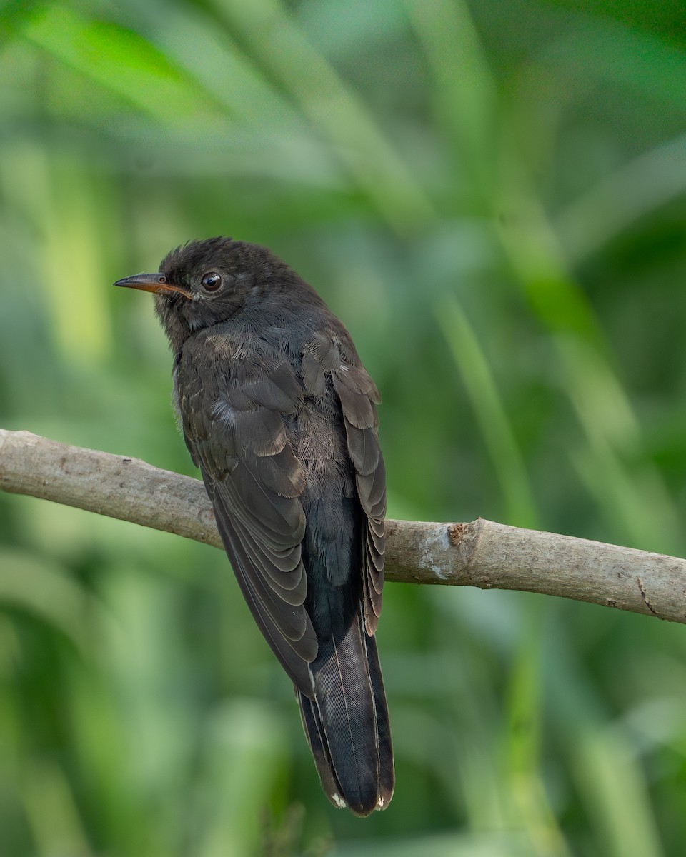 Coucou à tête grise - ML645846664