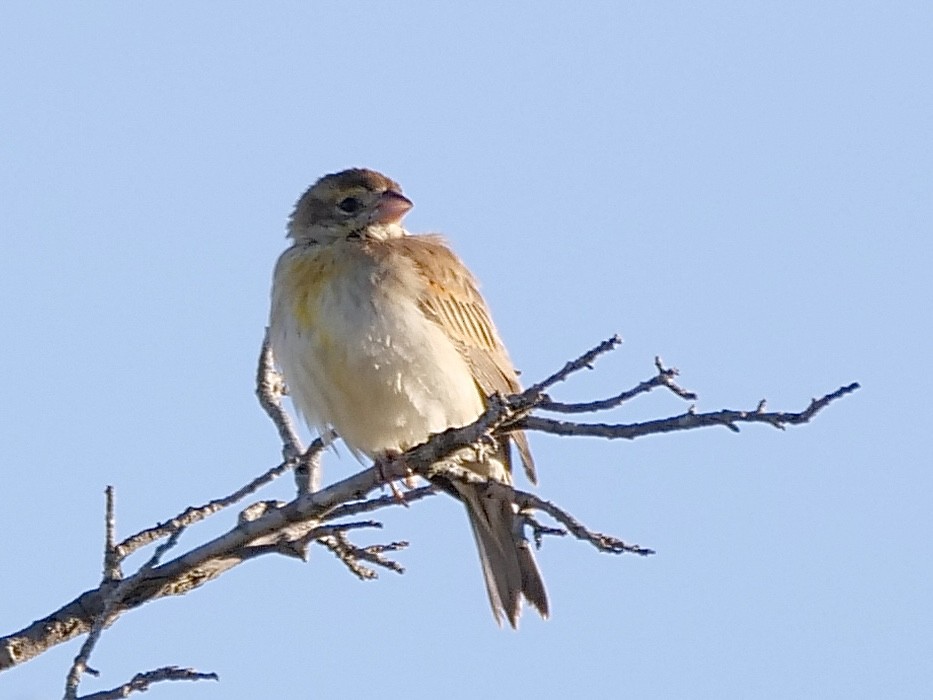 ムナグロノジコ - ML645846665