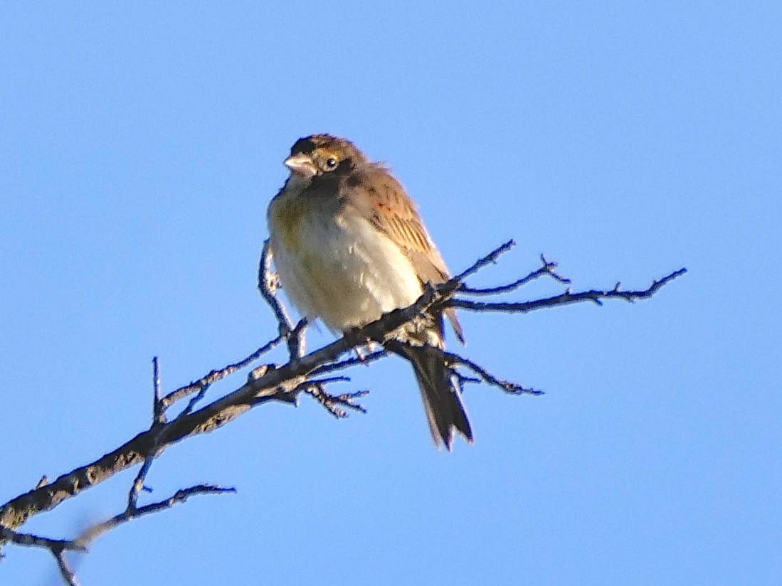 ムナグロノジコ - ML645846666