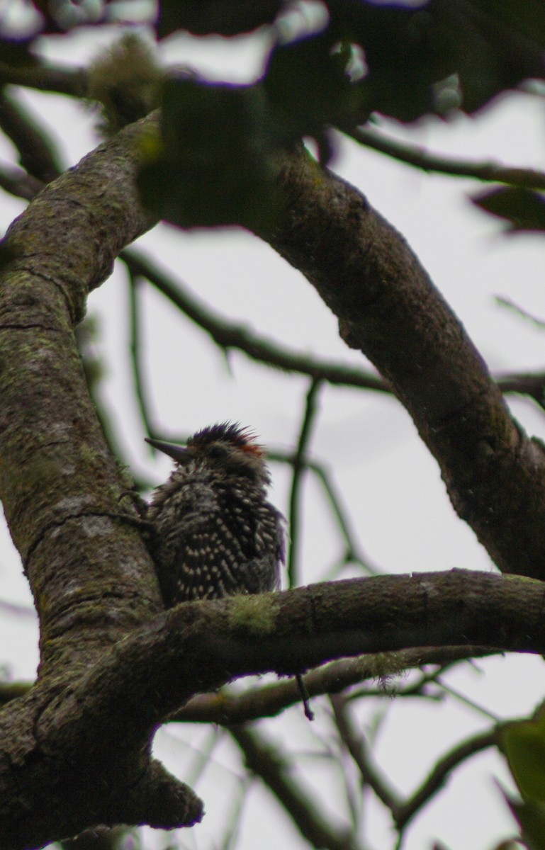 Striped Woodpecker - ML645846667