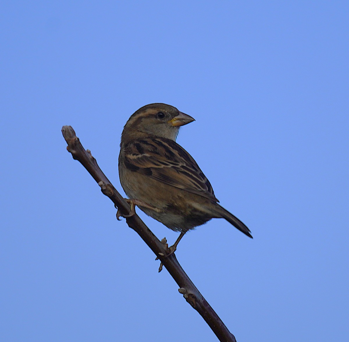 House Sparrow - ML645846668