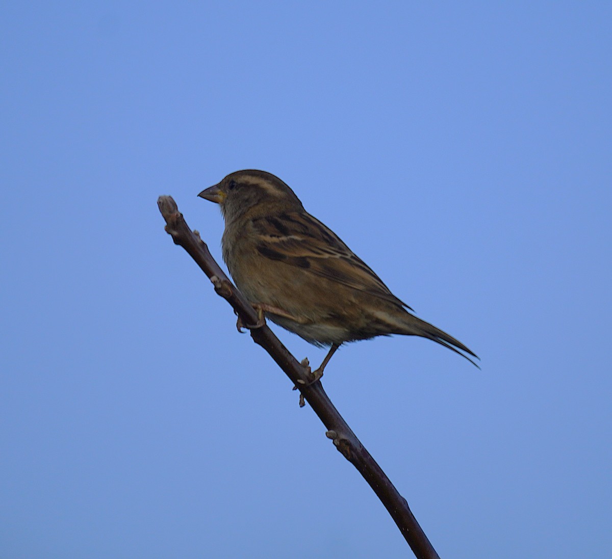 House Sparrow - ML645846669