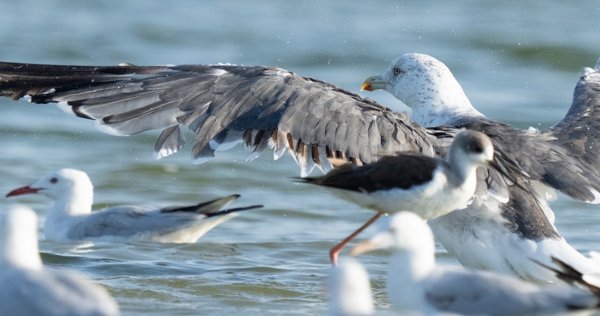 Zafferano - ML645846674