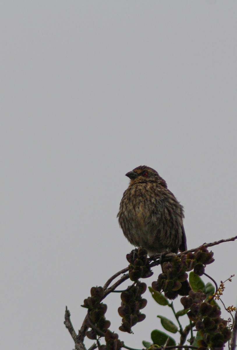 Rufous-tailed Plantcutter - ML645846678