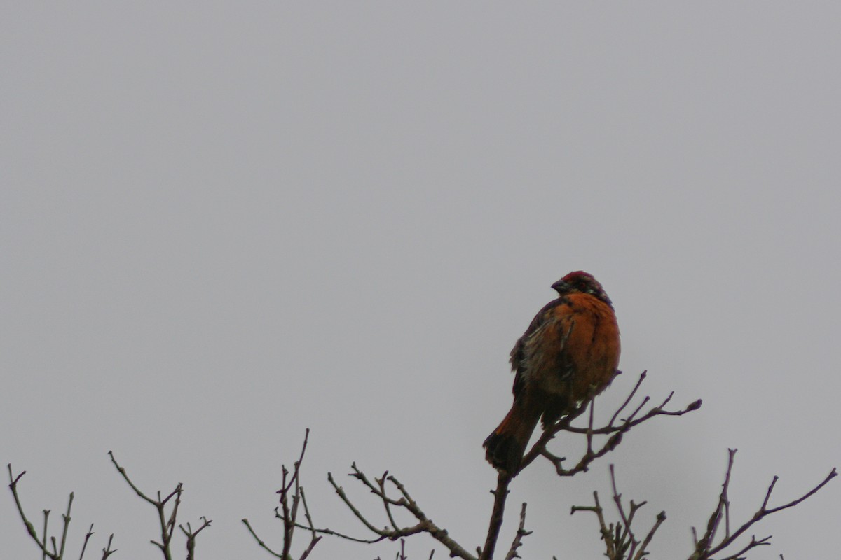 Rufous-tailed Plantcutter - ML645846679