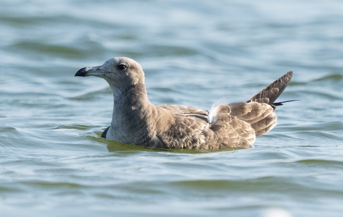 Zafferano - ML645846683