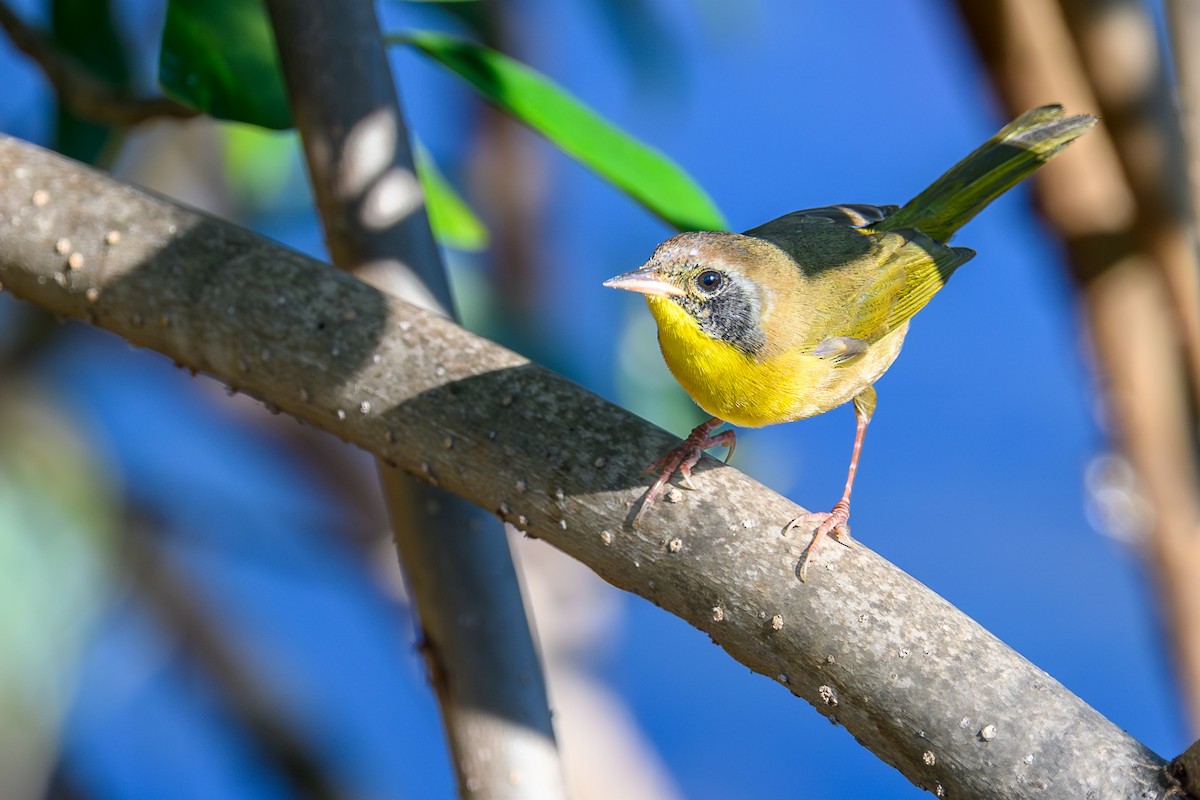 Common Yellowthroat - ML645846704