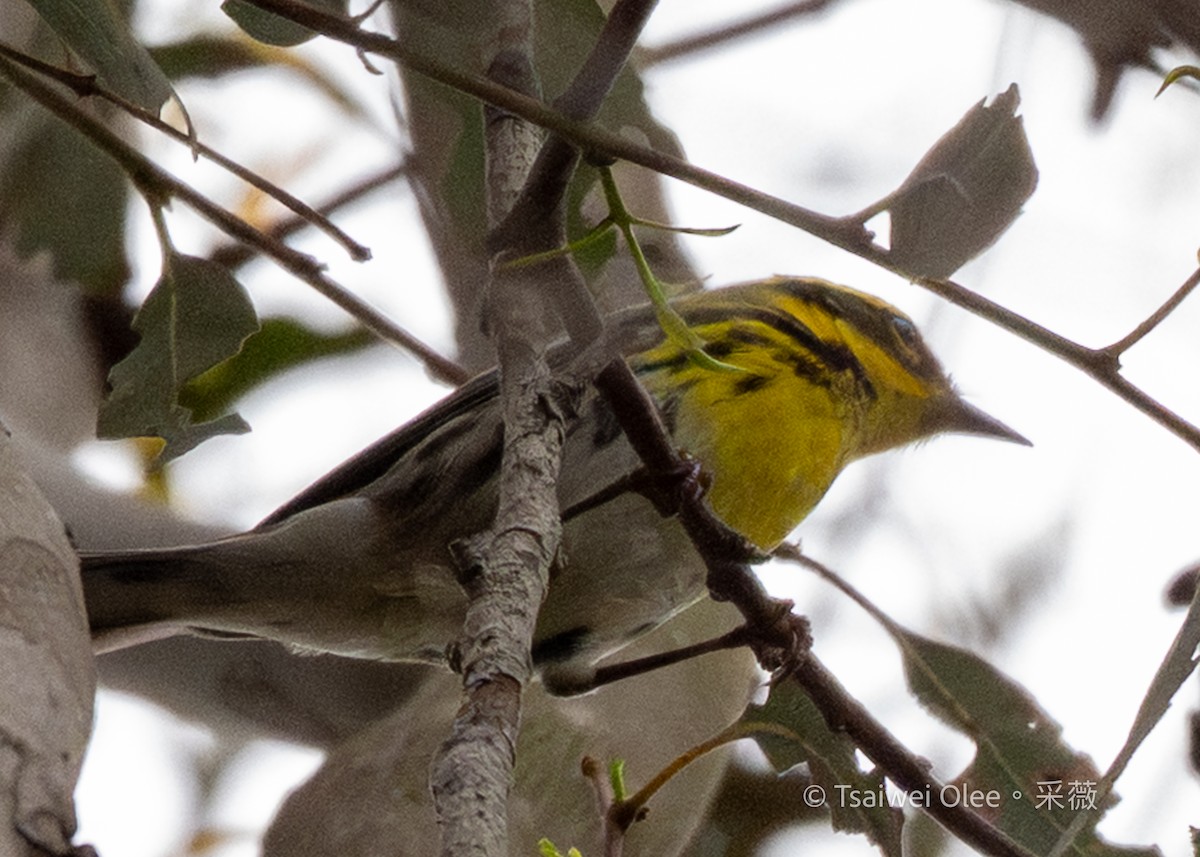 Townsend's Warbler - ML645846712