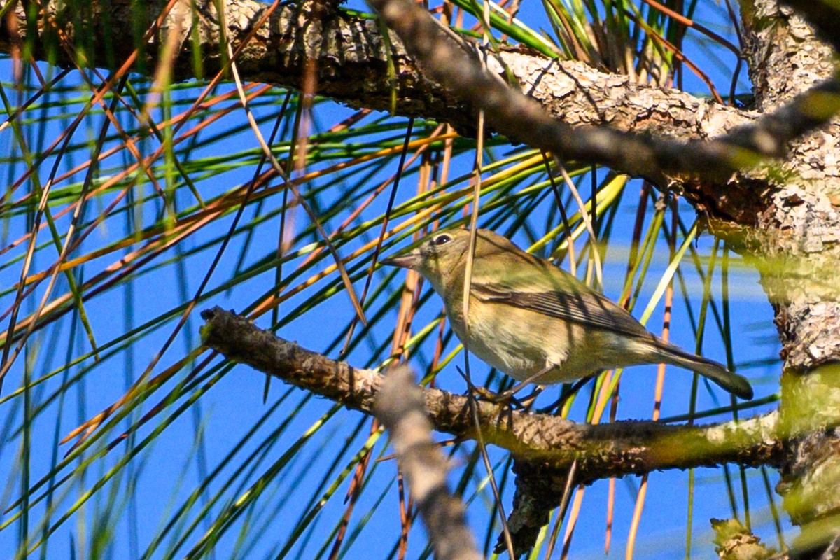 Pine Warbler - ML645846714