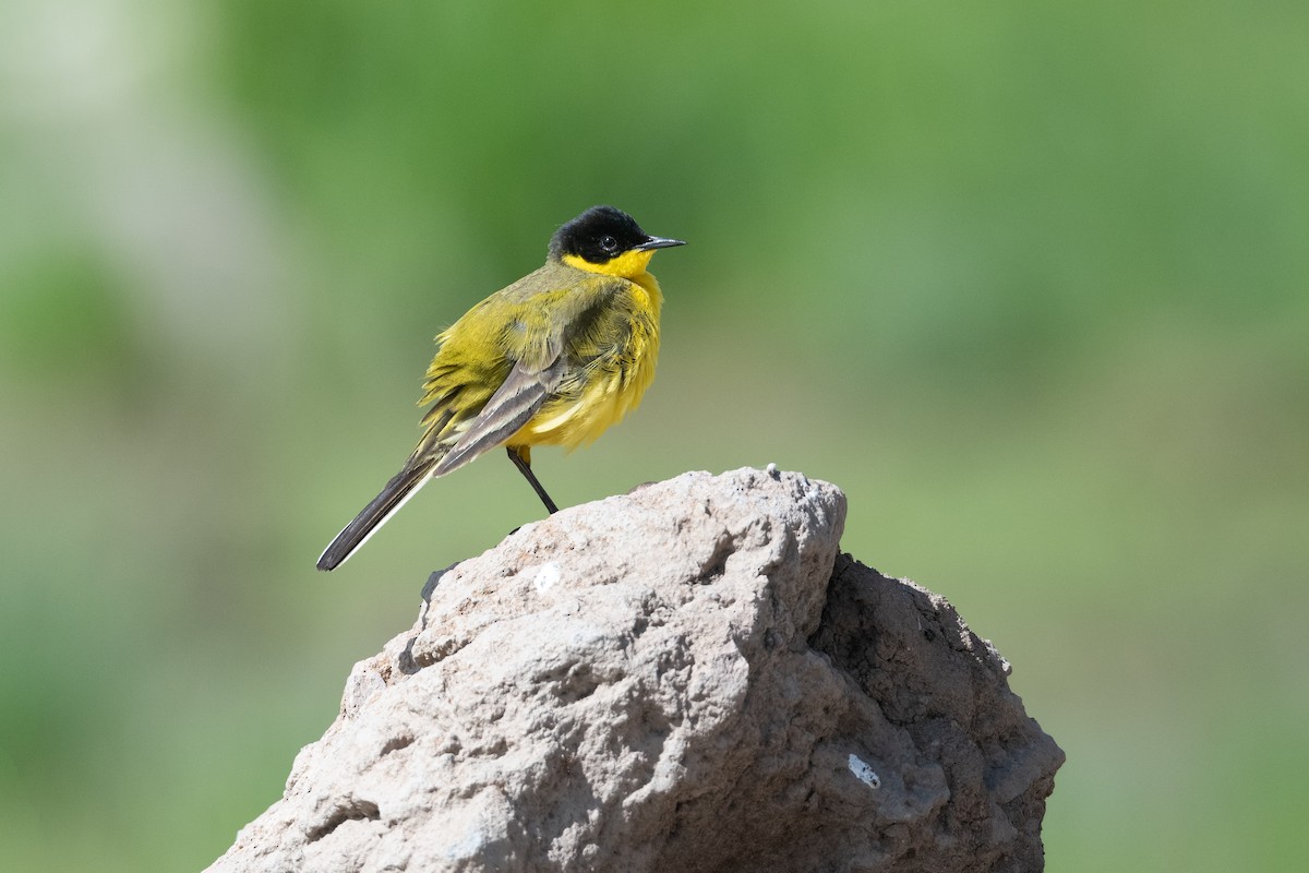 Western Yellow Wagtail (feldegg) - ML645846715