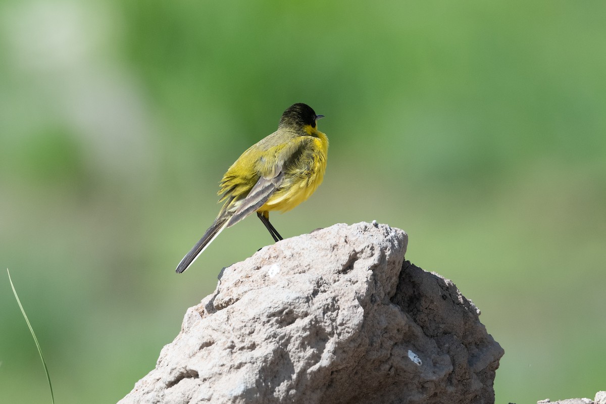 Western Yellow Wagtail (feldegg) - ML645846716