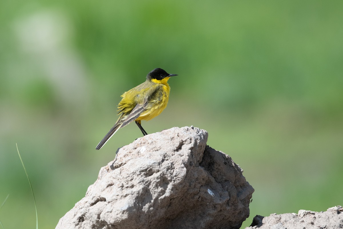 Western Yellow Wagtail (feldegg) - ML645846717