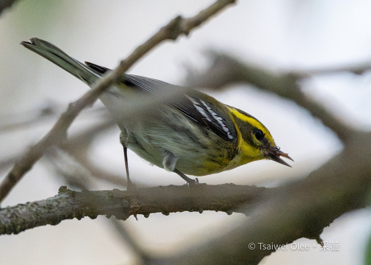 Townsend's Warbler - ML645846729