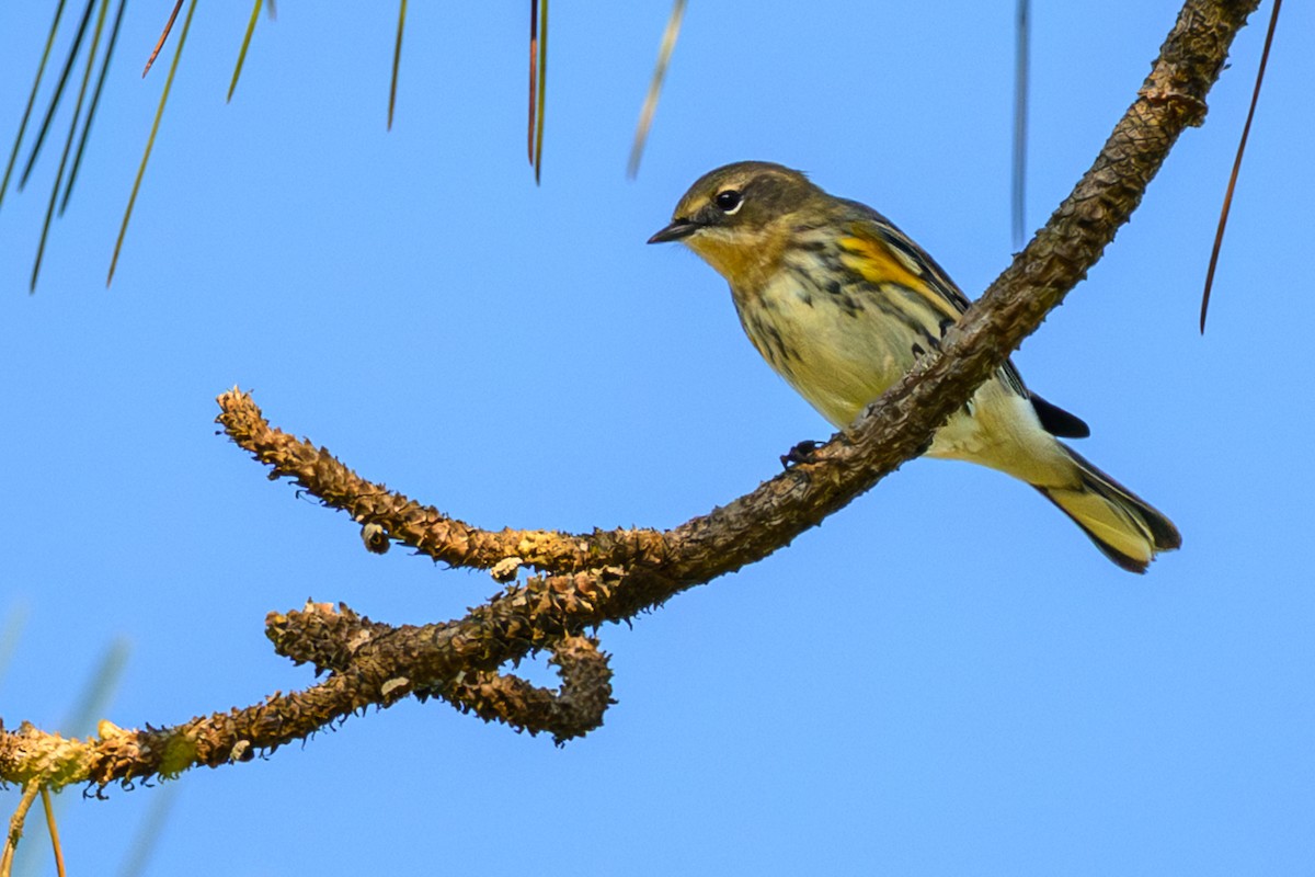 Yellow-rumped Warbler - ML645846731