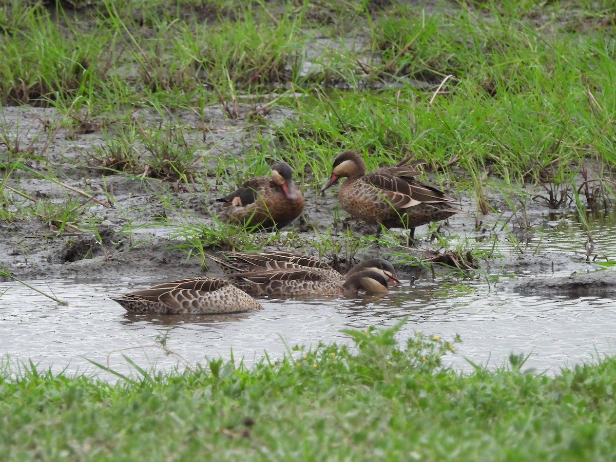 Red-billed Duck - ML645846735