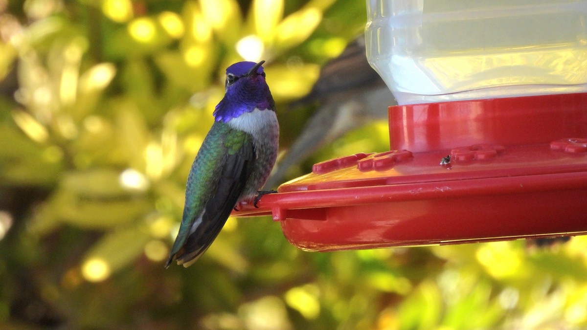 Costa's Hummingbird - ML645846736