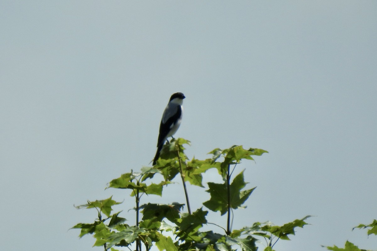 Чернолобый сорокопут - ML645846737