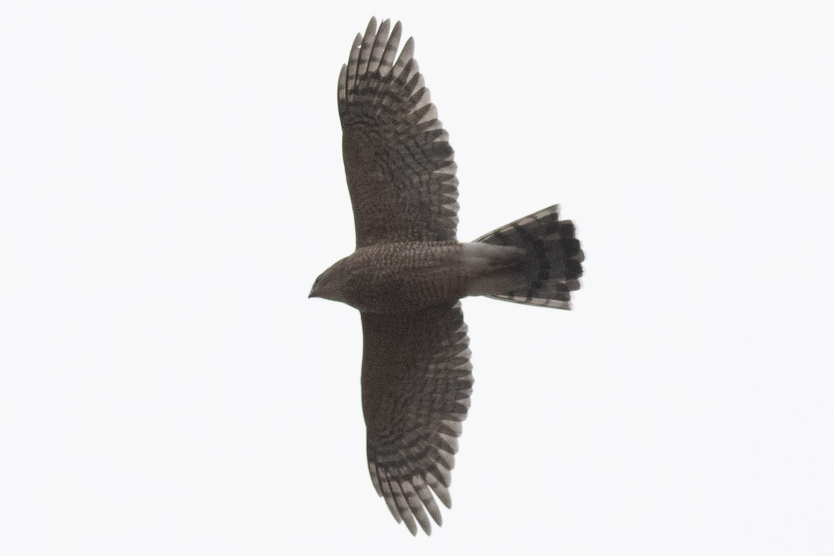 Cooper's Hawk - ML645846742