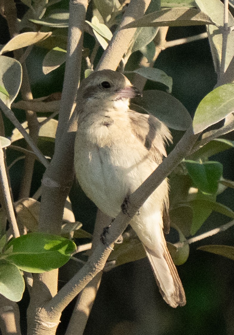 Isabellwürger - ML645846744