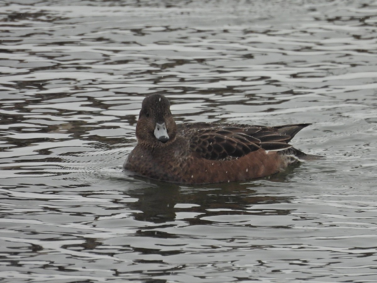 Eurasian Wigeon - ML645846755
