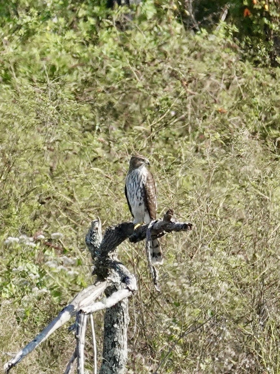 Cooper's Hawk - ML645846757