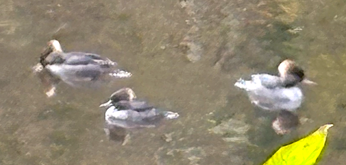 Hooded Merganser - ML645846759