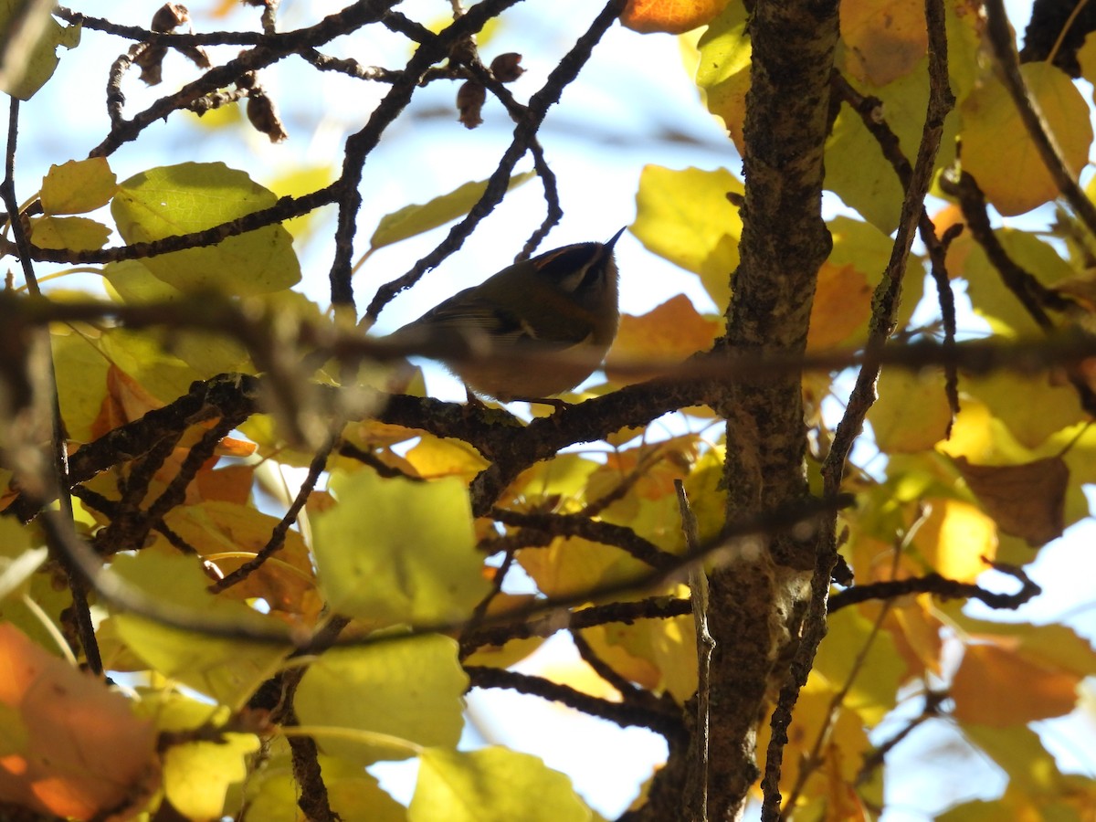 Common Firecrest - ML645846761