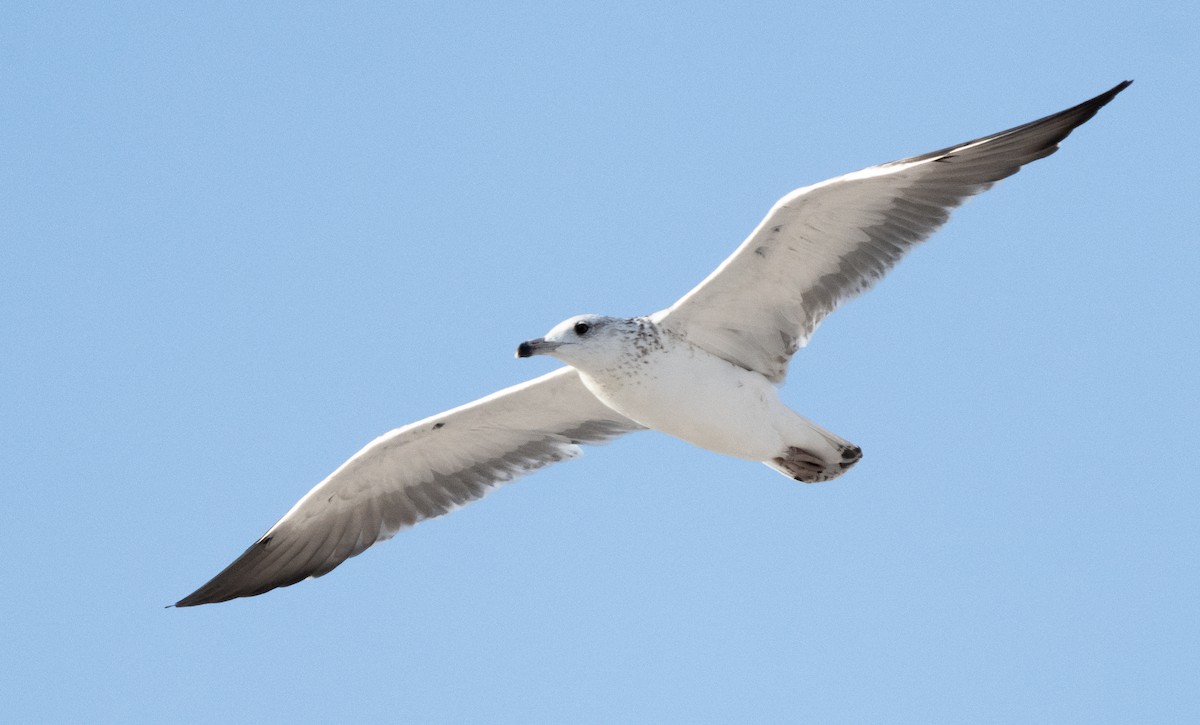 Zafferano - ML645846762