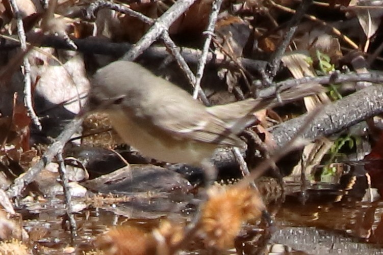 Bell's Vireo - ML645846764