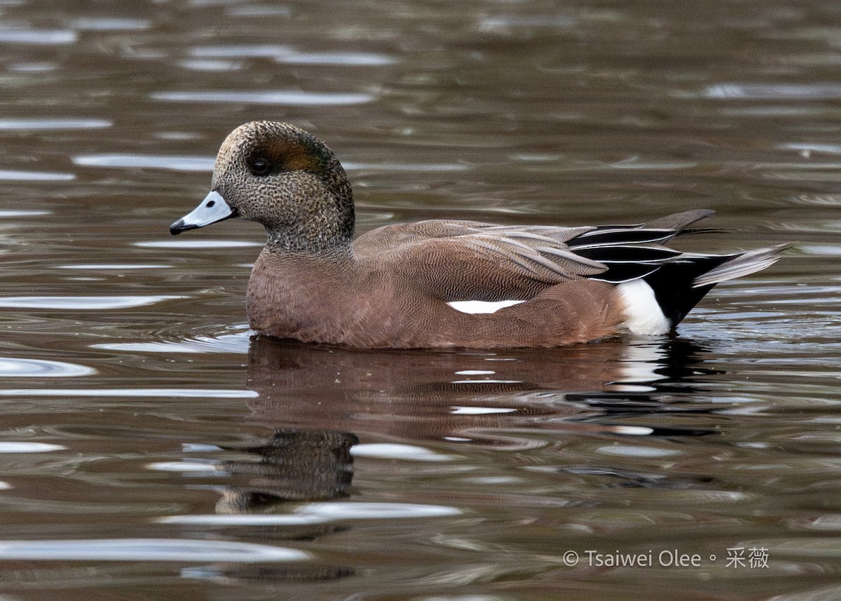 American Wigeon - ML645846768