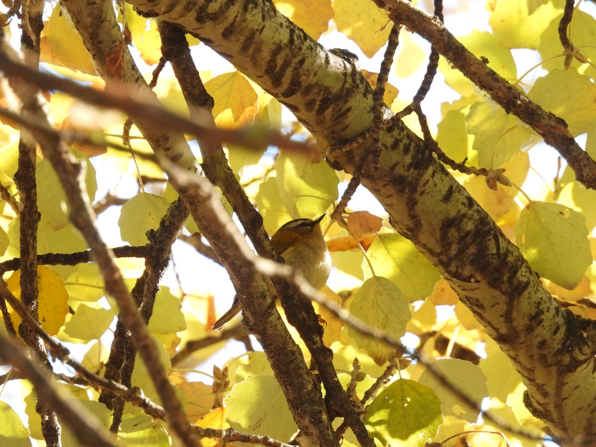 Common Firecrest - ML645846769