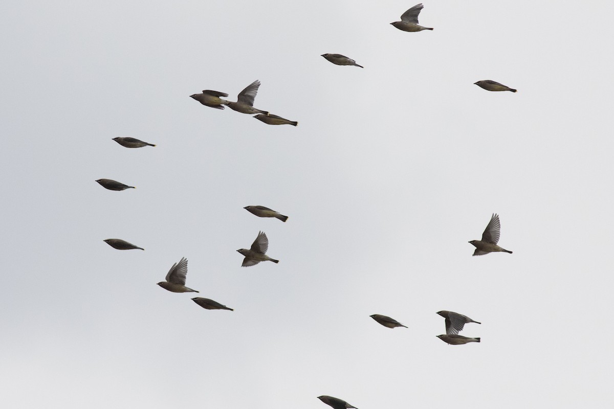 Cedar Waxwing - ML645846774