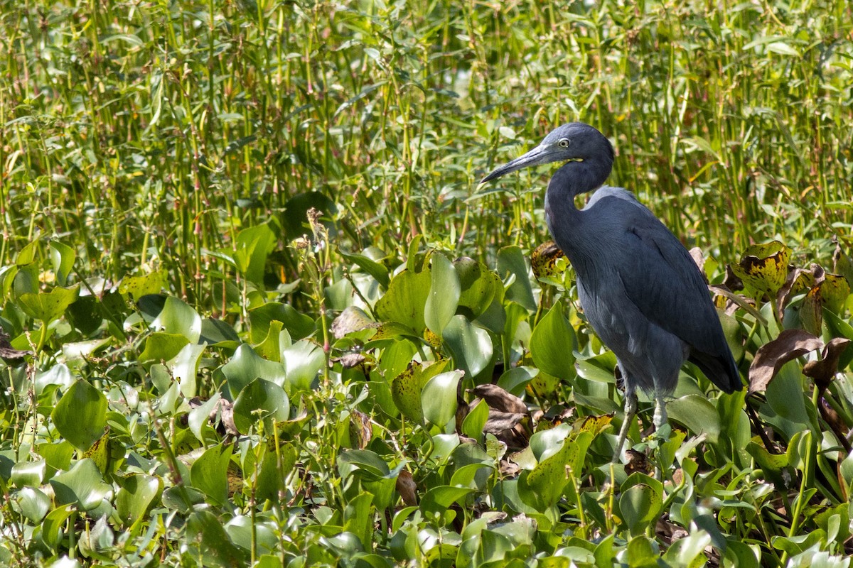 Little Blue Heron - ML645846777