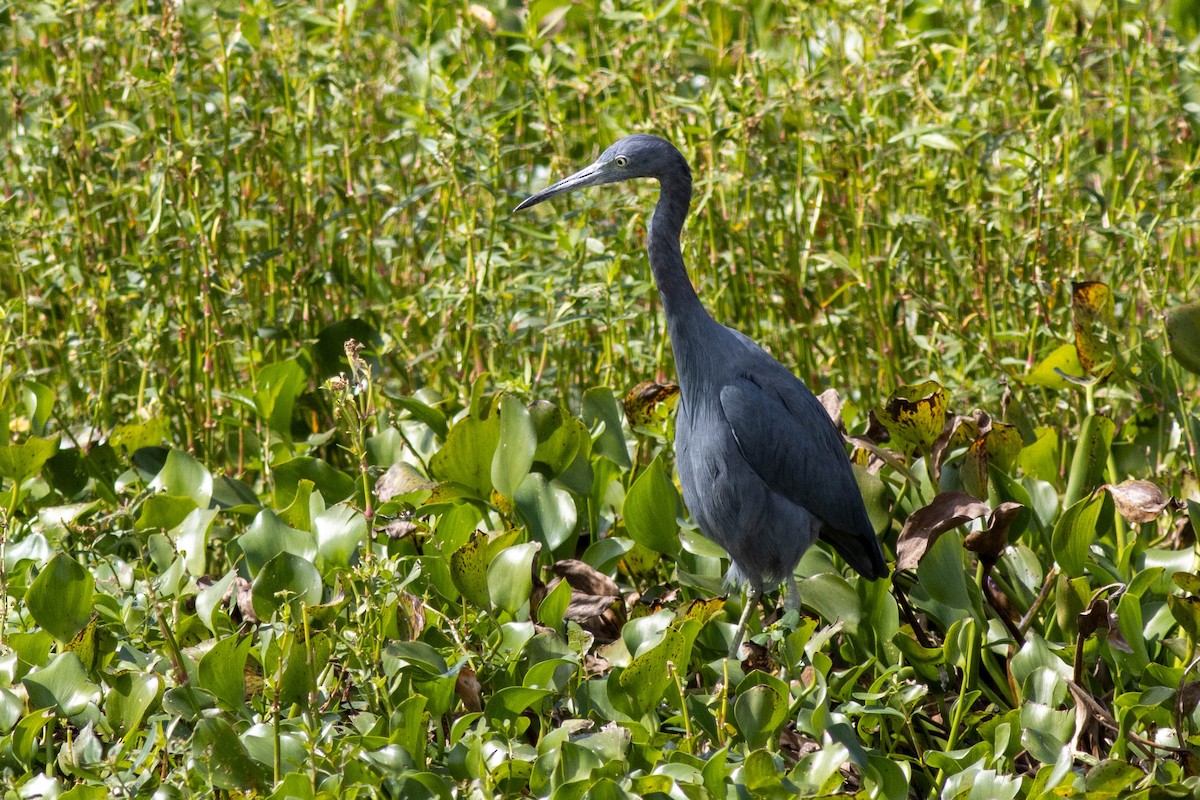 Little Blue Heron - ML645846778