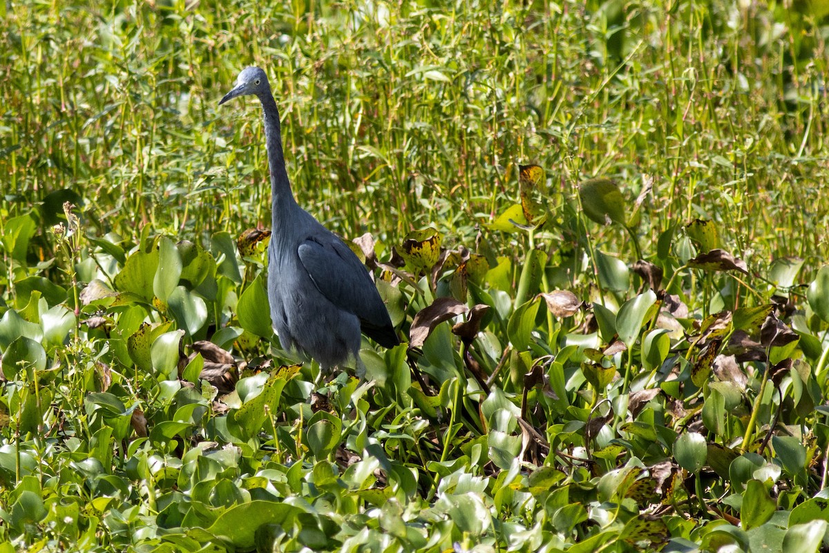 Little Blue Heron - ML645846779