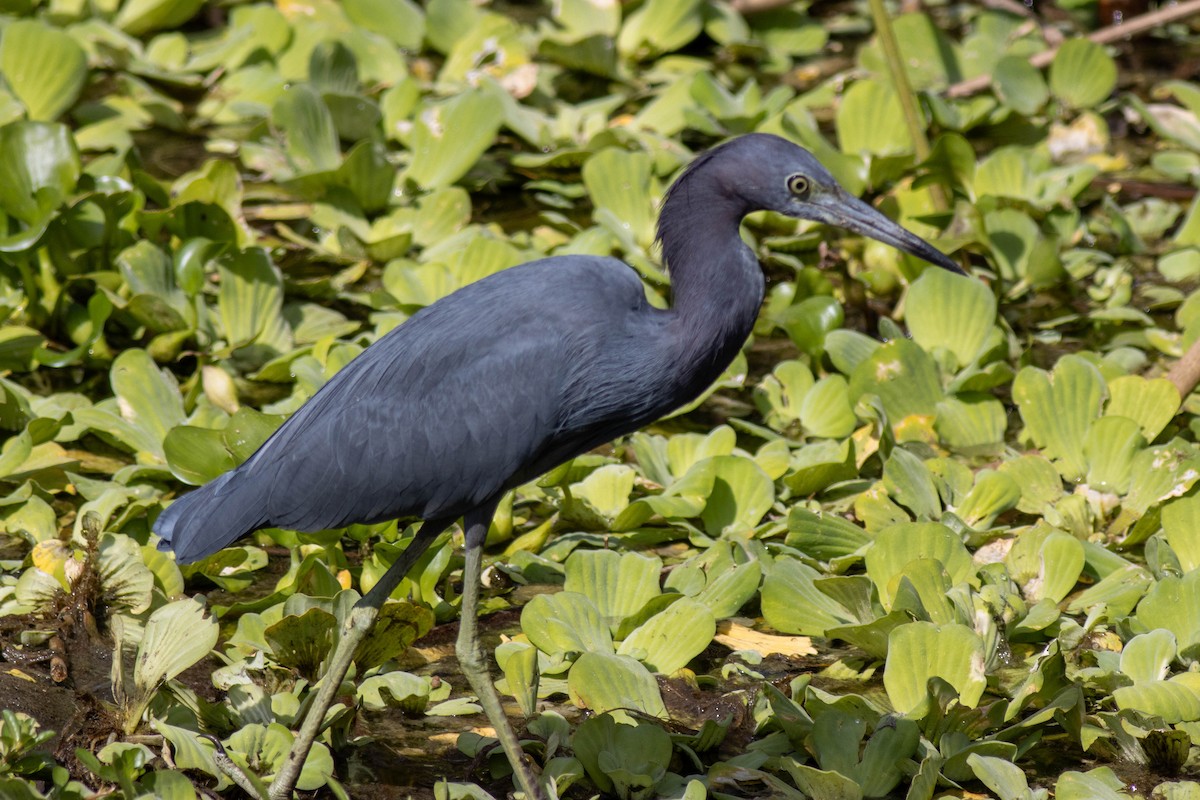 Little Blue Heron - ML645846780