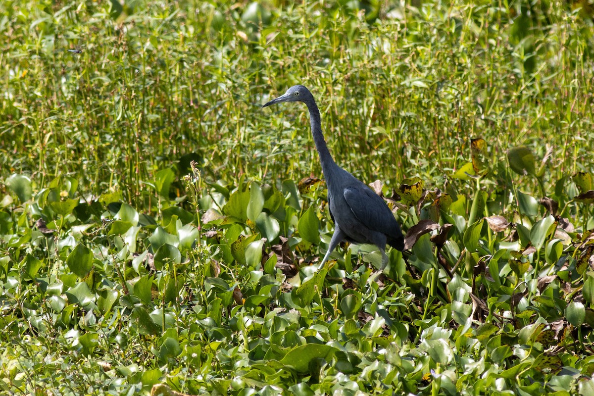 Little Blue Heron - ML645846781