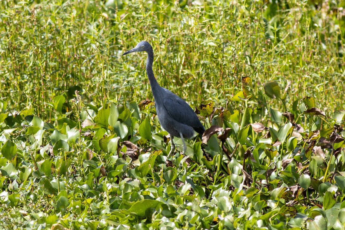 Little Blue Heron - ML645846782