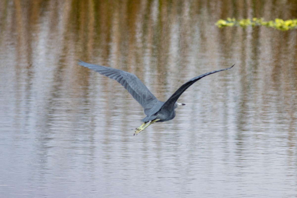 Little Blue Heron - ML645846784