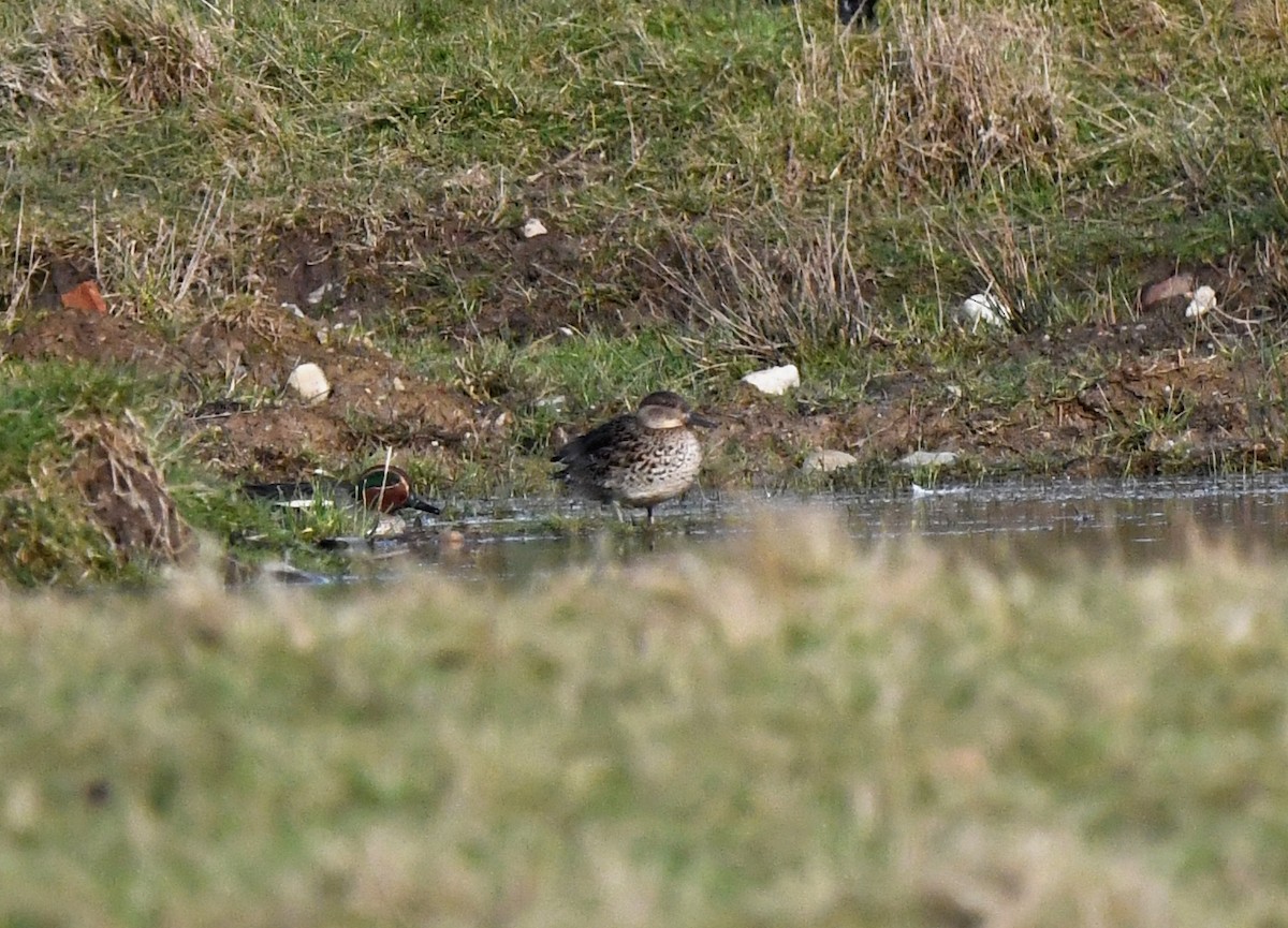 Green-winged Teal (Eurasian) - ML645846785