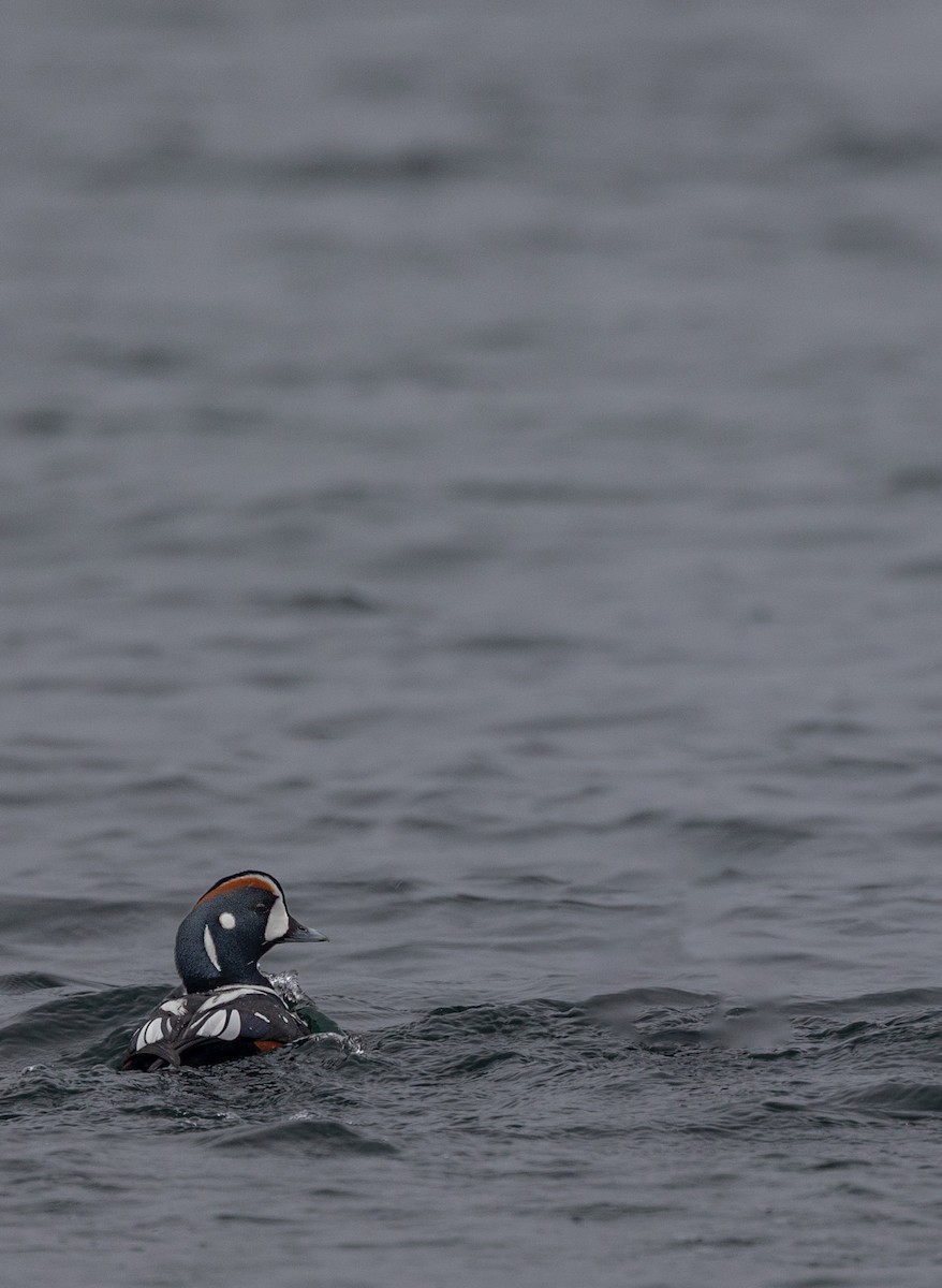 Harlequin Duck - ML645846786