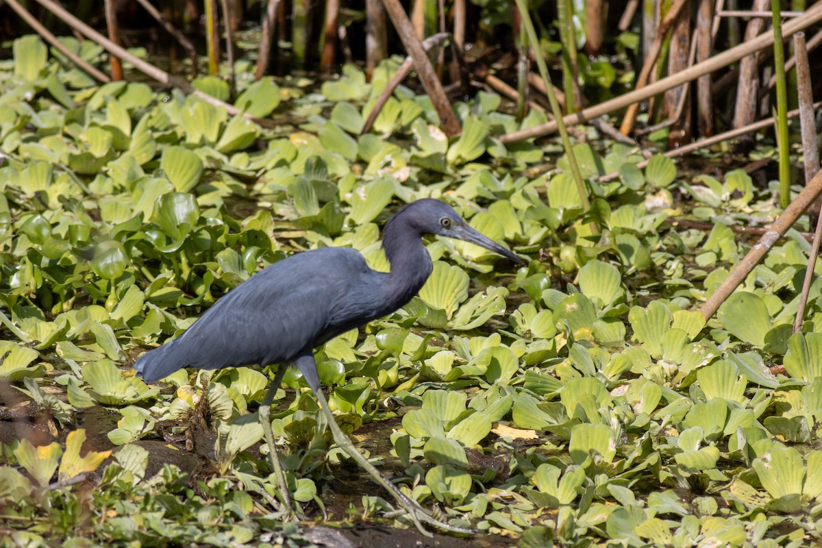 Little Blue Heron - ML645846787