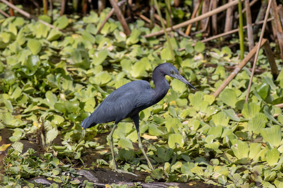 Little Blue Heron - ML645846788